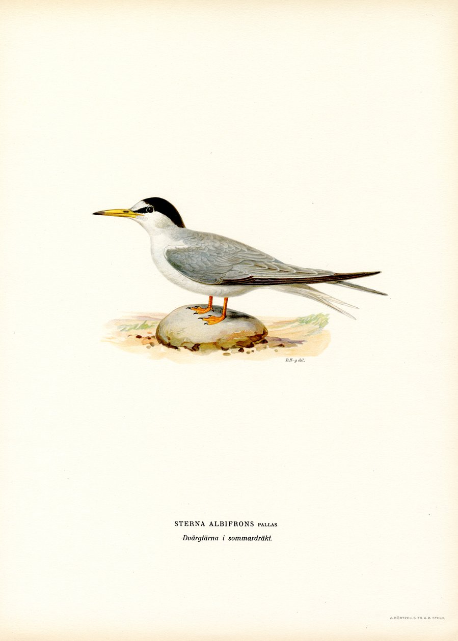 Little Tern by Magnus Ferdinand and Wilhelm von Wright