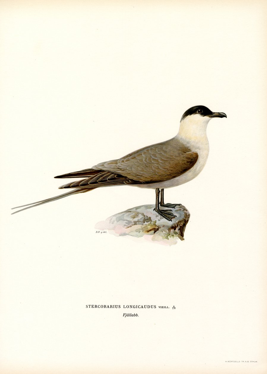 Long-tailed Jaeger by Magnus Ferdinand and Wilhelm von Wright