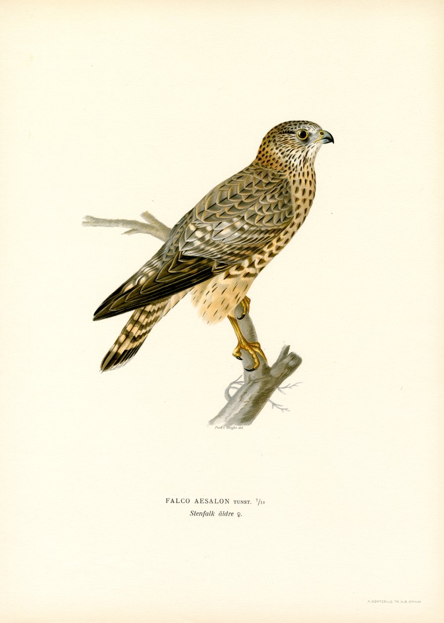 Merlin by Magnus Ferdinand and Wilhelm von Wright