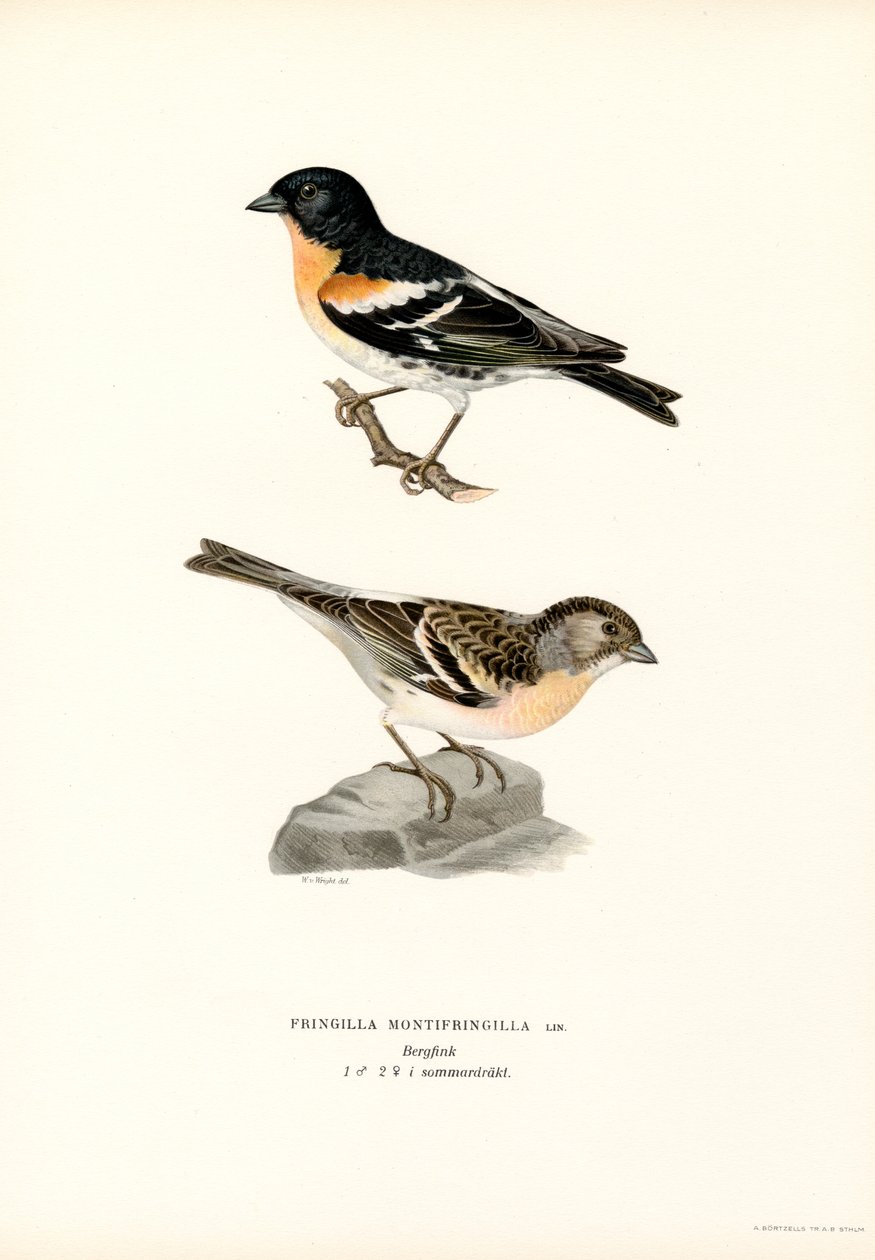 Mountain Finch by Magnus Ferdinand and Wilhelm von Wright