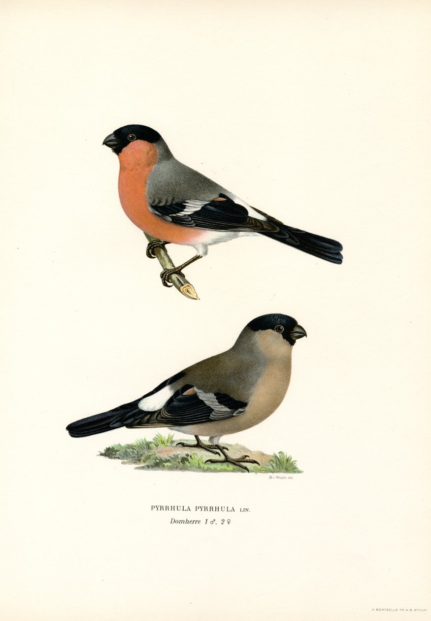 North Eurasian Bullfinch by Magnus Ferdinand and Wilhelm von Wright