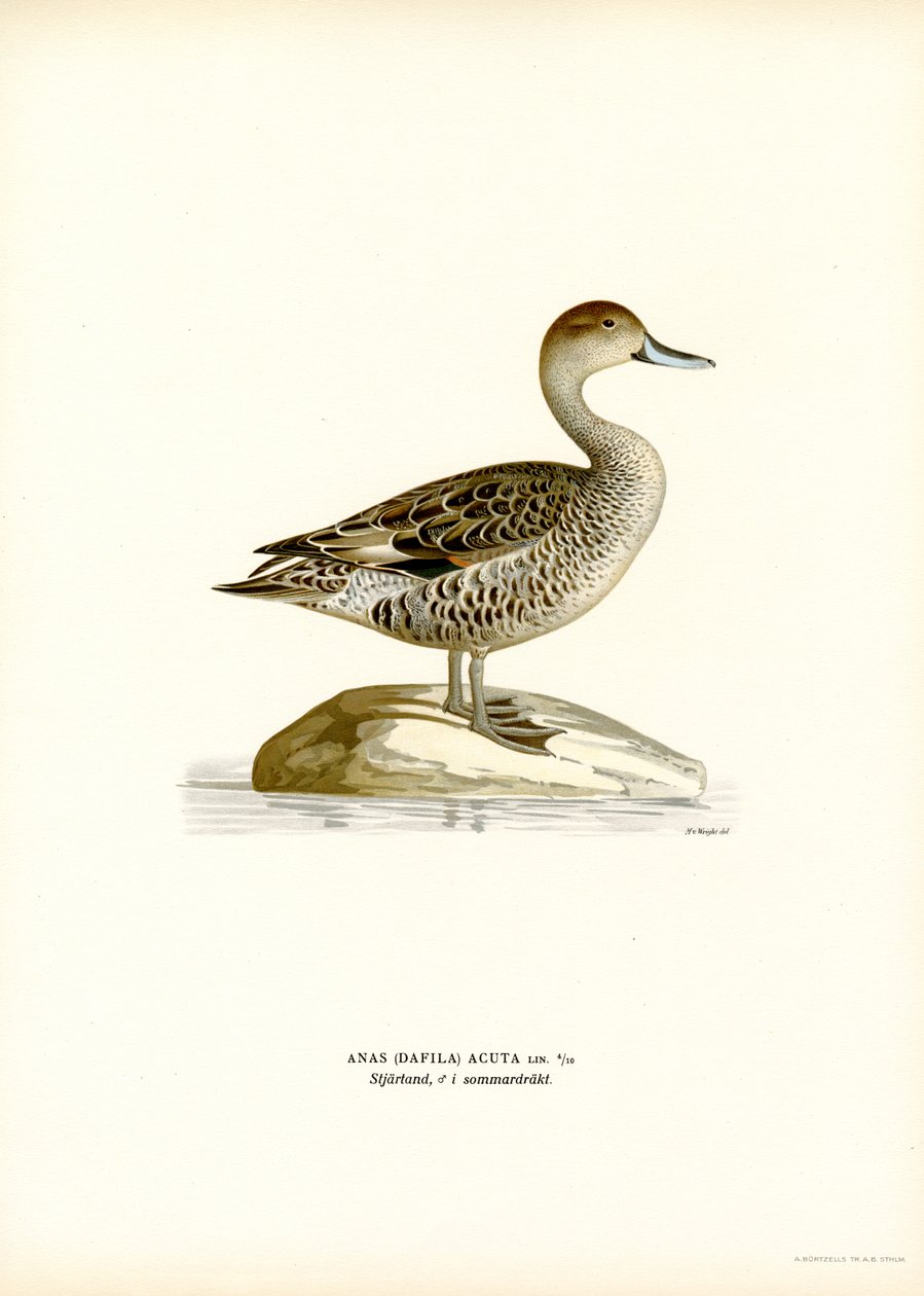 Northern Pintail by Magnus Ferdinand and Wilhelm von Wright