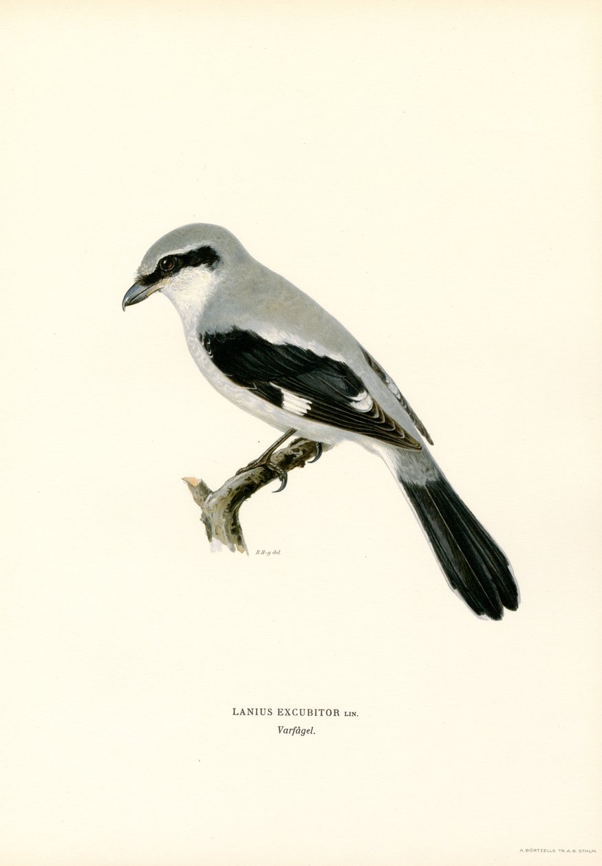Northern Shrike by Magnus Ferdinand and Wilhelm von Wright