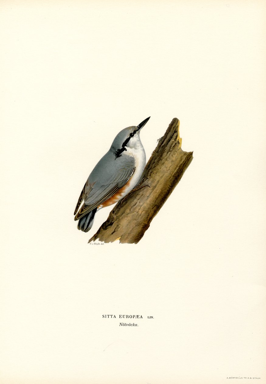 Nuthatch by Magnus Ferdinand and Wilhelm von Wright