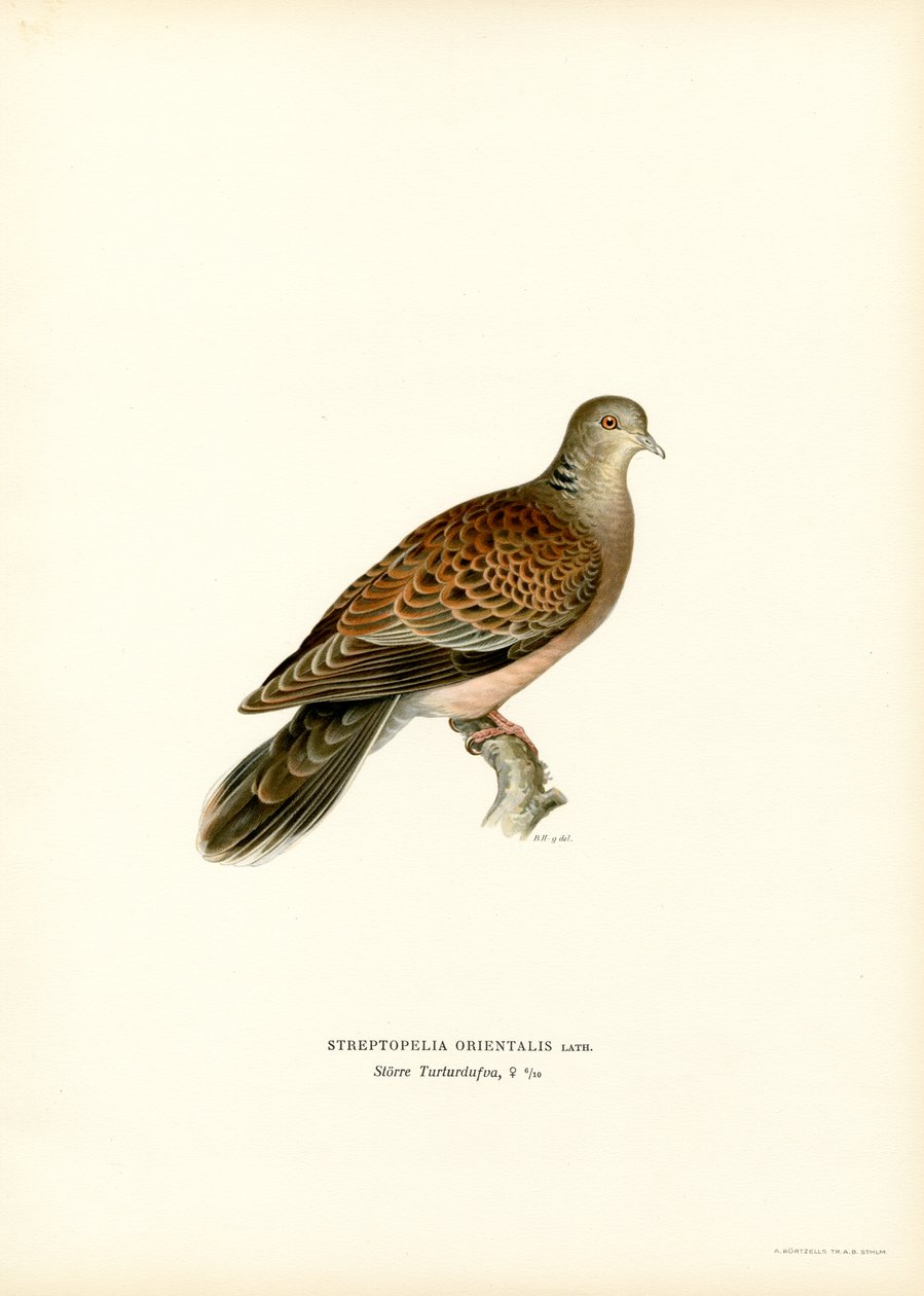 Oriental Turtle Dove by Magnus Ferdinand and Wilhelm von Wright
