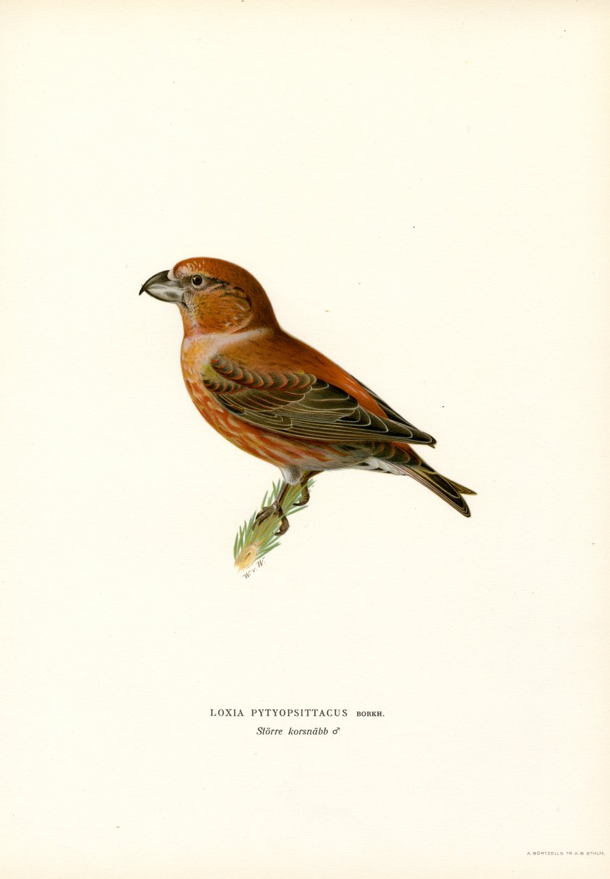 Parrot Crossbill by Magnus Ferdinand and Wilhelm von Wright
