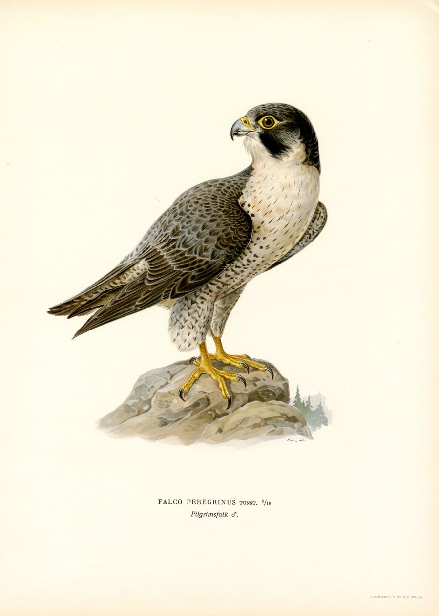 Peregrine Falcon by Magnus Ferdinand and Wilhelm von Wright