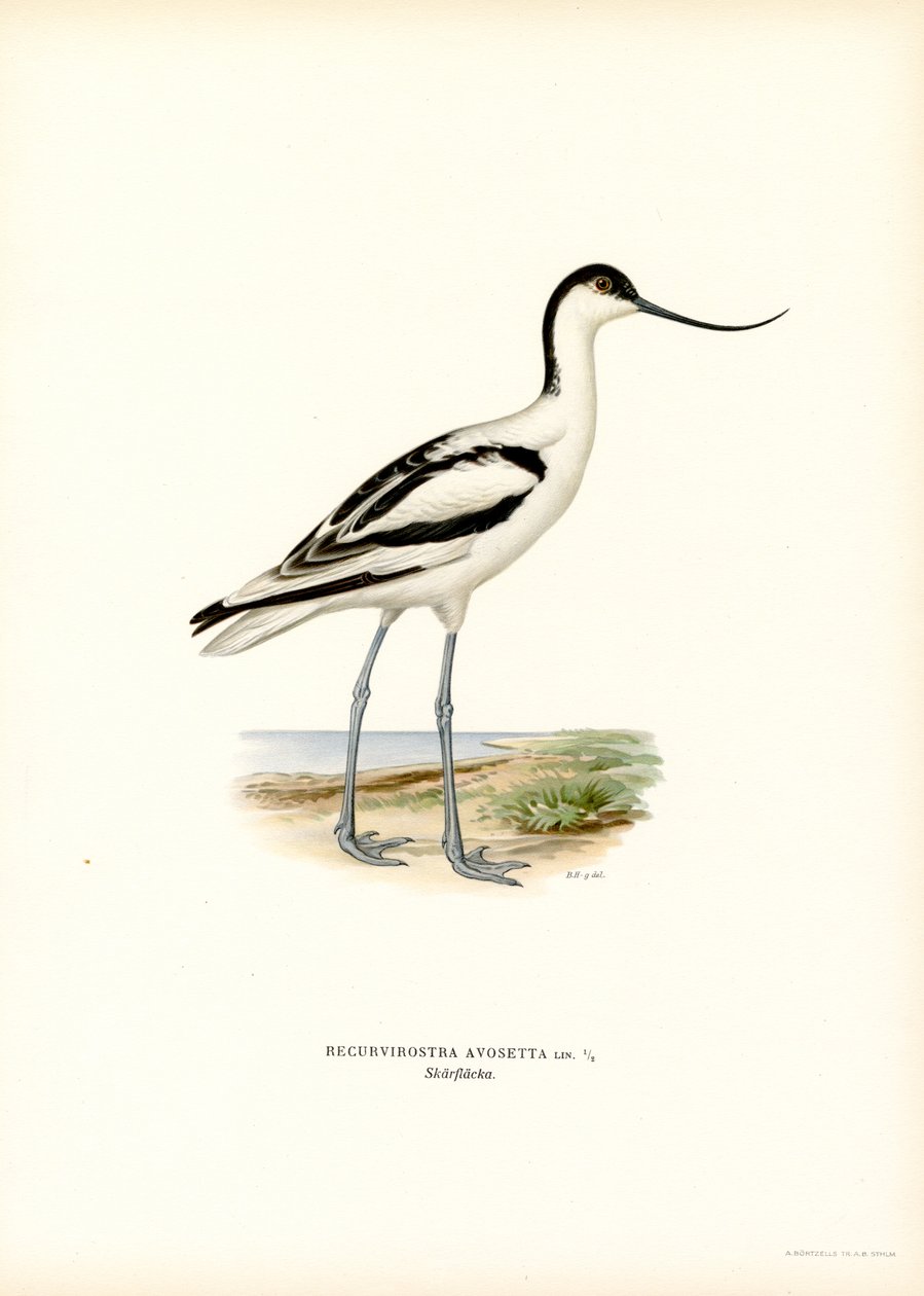 Pied Avocet by Magnus Ferdinand and Wilhelm von Wright