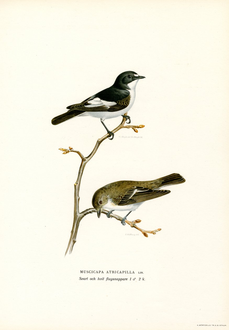 Pied Flycatcher by Magnus Ferdinand and Wilhelm von Wright