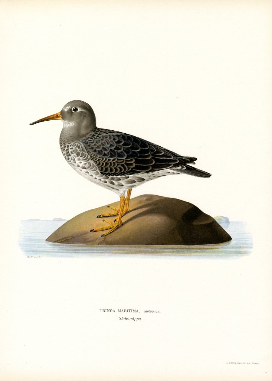 Purple Sandpiper by Magnus Ferdinand and Wilhelm von Wright