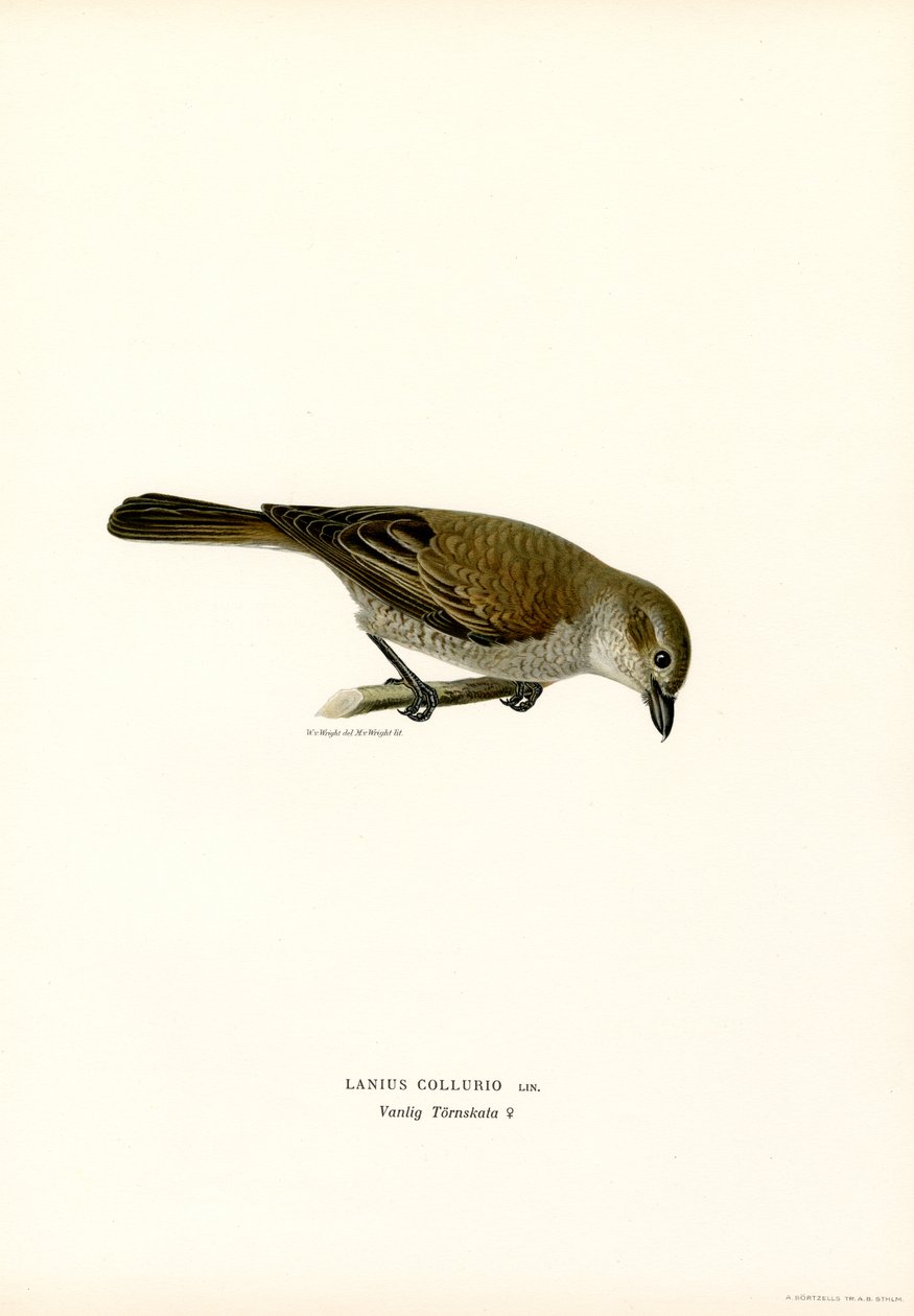 Red-backed Shrike by Magnus Ferdinand and Wilhelm von Wright