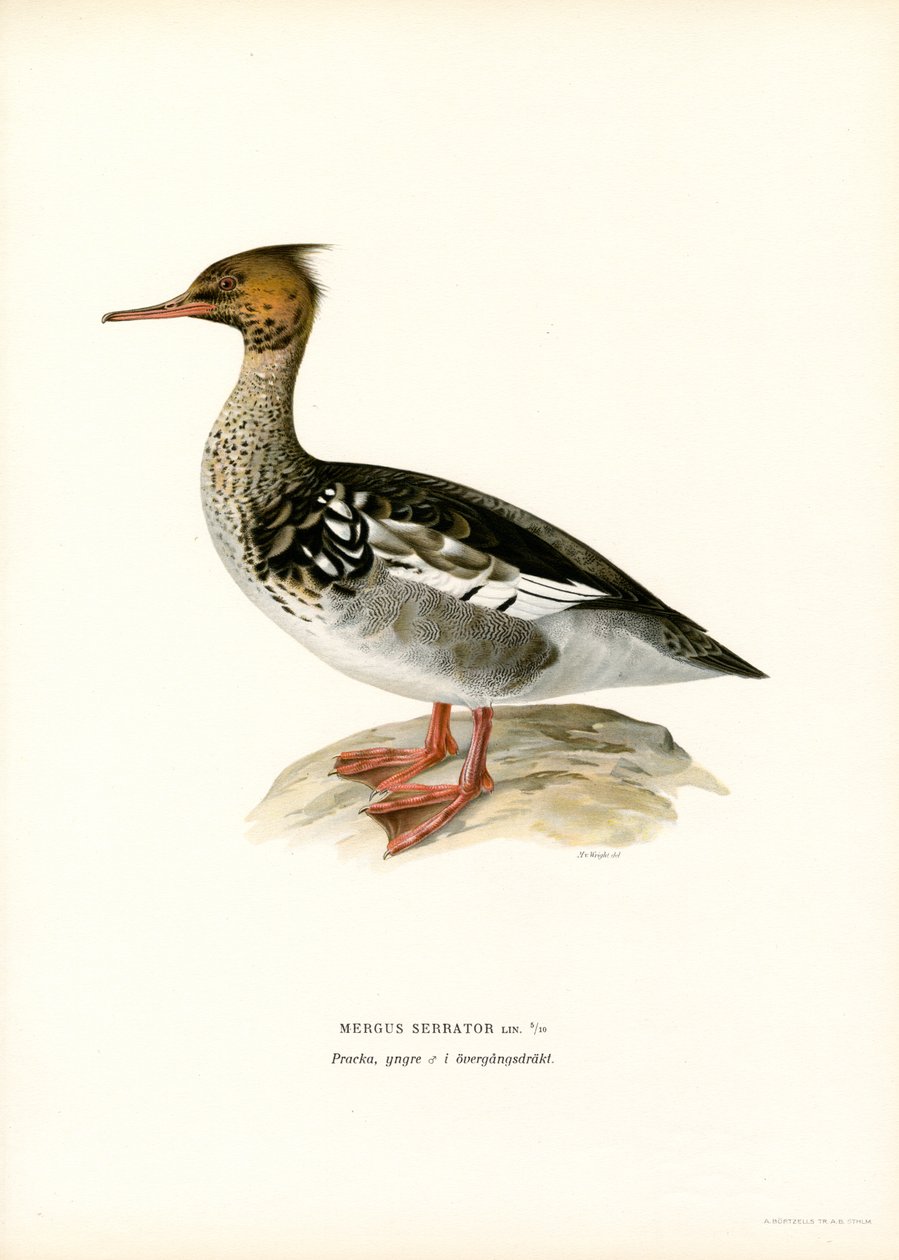 Red-breasted Merganser by Magnus Ferdinand and Wilhelm von Wright