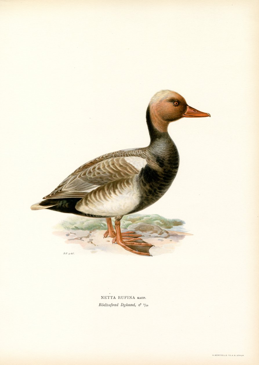 Red-crested Duck by Magnus Ferdinand and Wilhelm von Wright