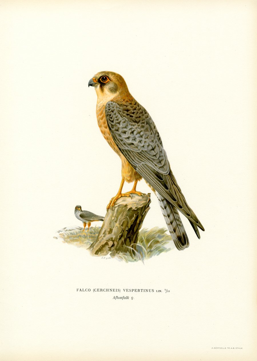 Red-footed Falcon by Magnus Ferdinand and Wilhelm von Wright