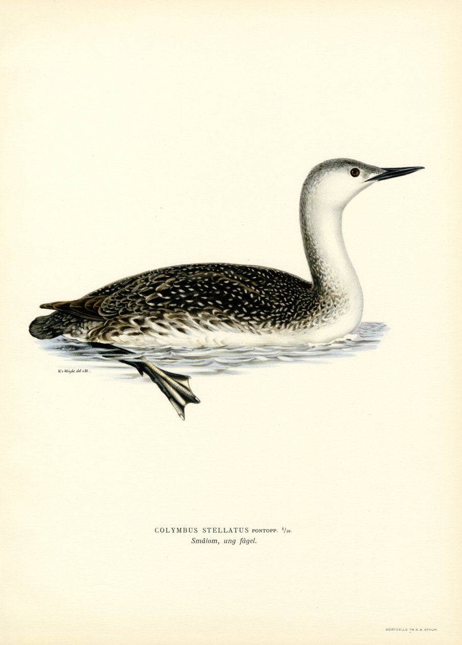 Red-throated Diver by Magnus Ferdinand and Wilhelm von Wright