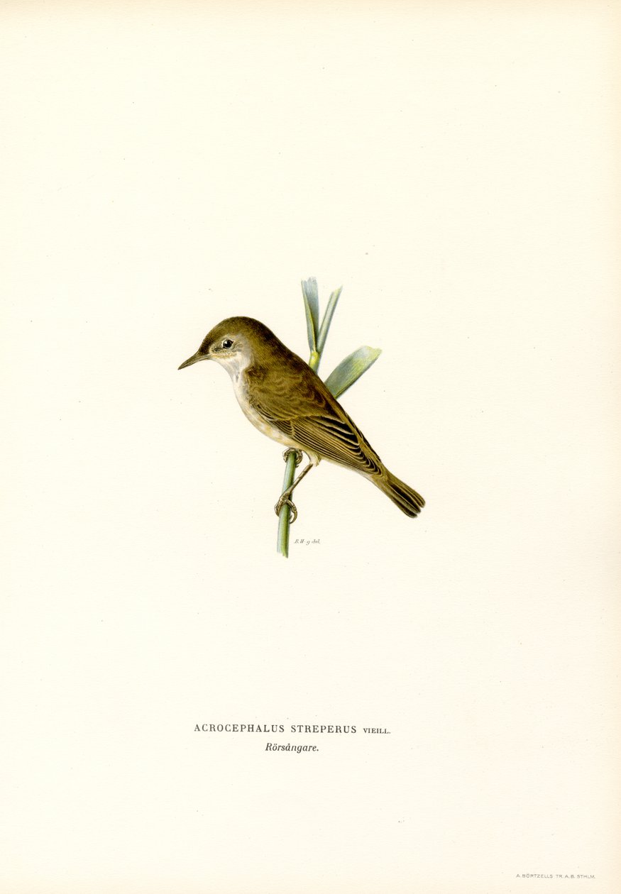 Reed Warbler by Magnus Ferdinand and Wilhelm von Wright