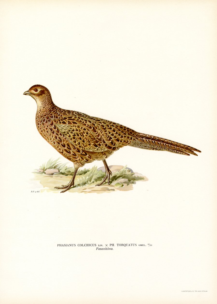 Ring-necked Pheasant by Magnus Ferdinand and Wilhelm von Wright