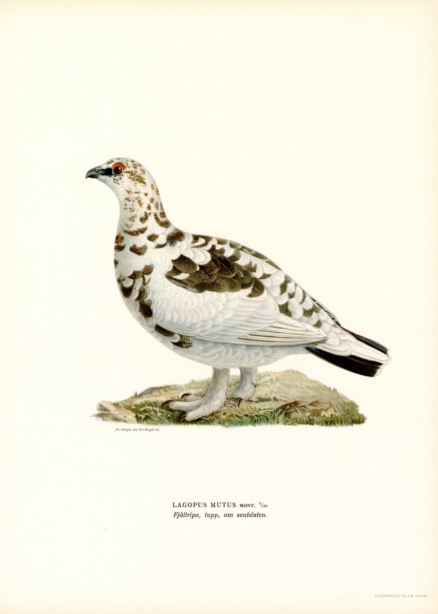 Rock Ptarmigan by Magnus Ferdinand and Wilhelm von Wright