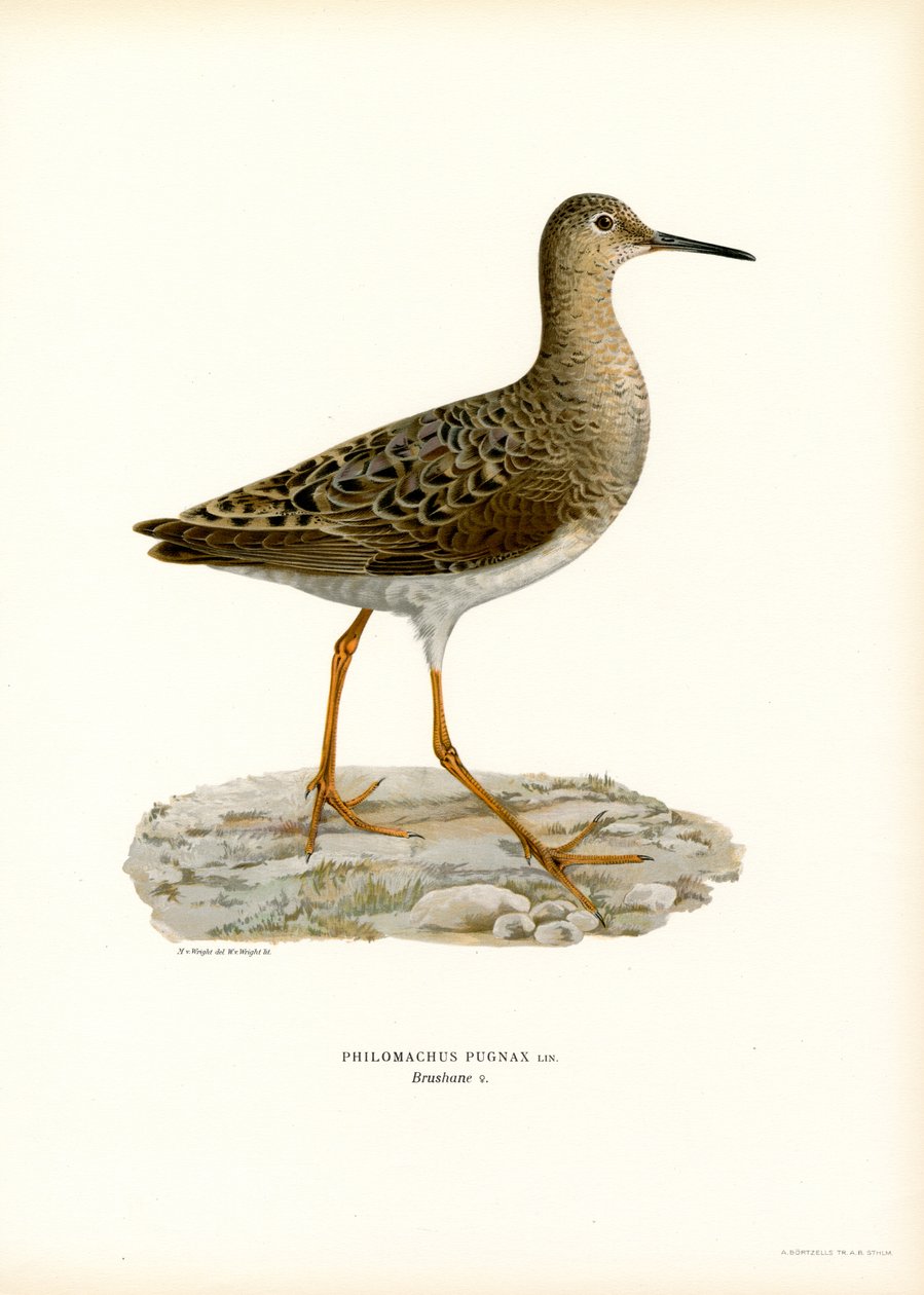 Ruff by Magnus Ferdinand and Wilhelm von Wright