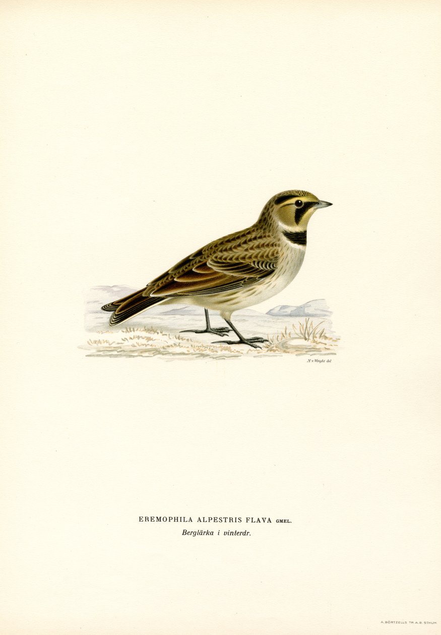Shore Lark by Magnus Ferdinand and Wilhelm von Wright