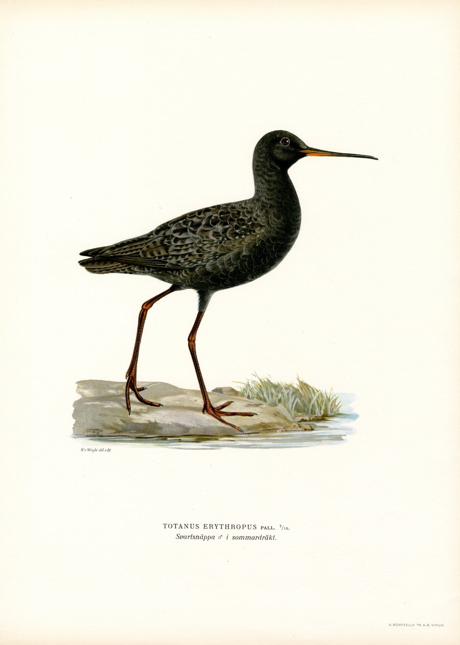 Spotted Redshank by Magnus Ferdinand and Wilhelm von Wright