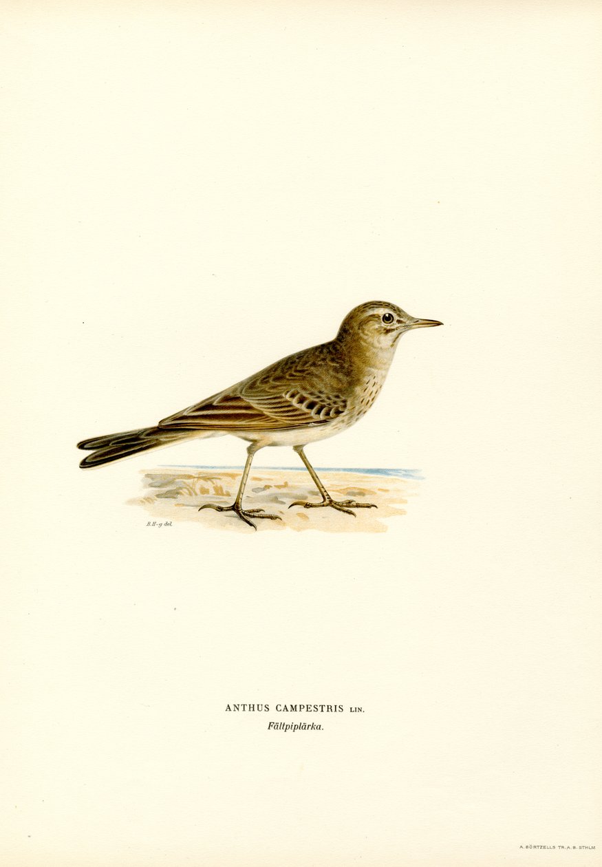 Tawny Pipit by Magnus Ferdinand and Wilhelm von Wright