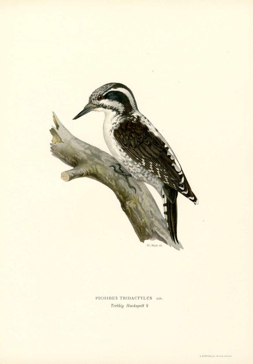 Three-toed Woodpecker by Magnus Ferdinand and Wilhelm von Wright