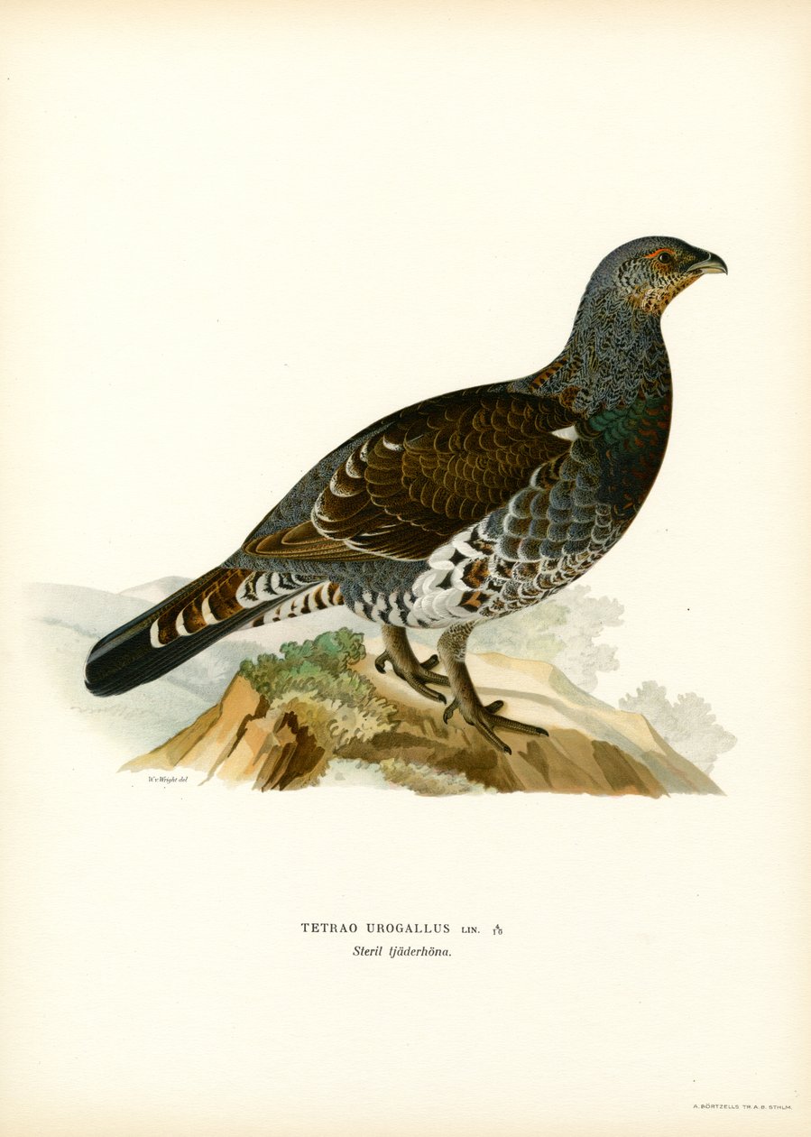 Western Capercaillie by Magnus Ferdinand and Wilhelm von Wright