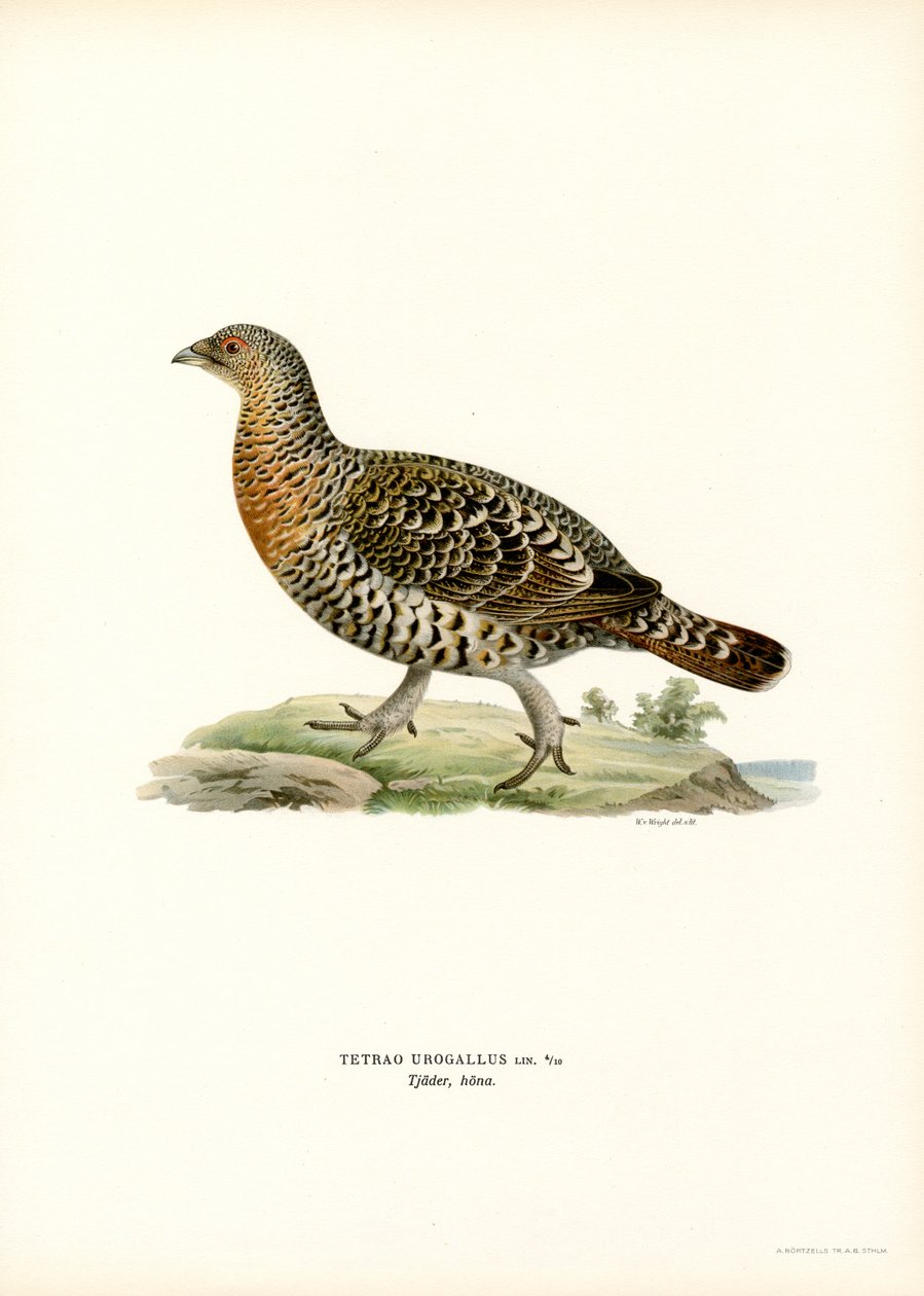 Western Capercaillie by Magnus Ferdinand and Wilhelm von Wright