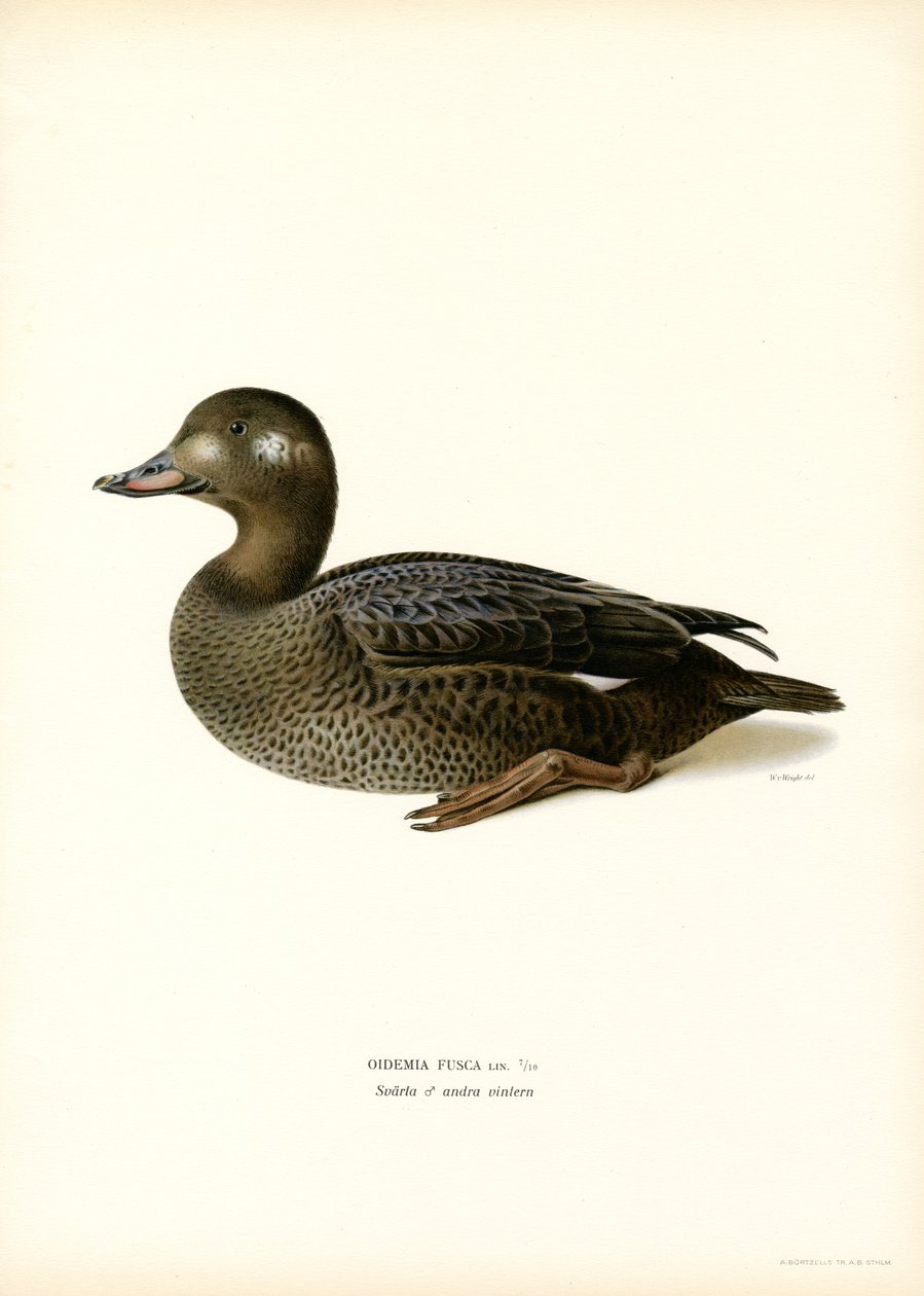 White-winged Scoter by Magnus Ferdinand and Wilhelm von Wright