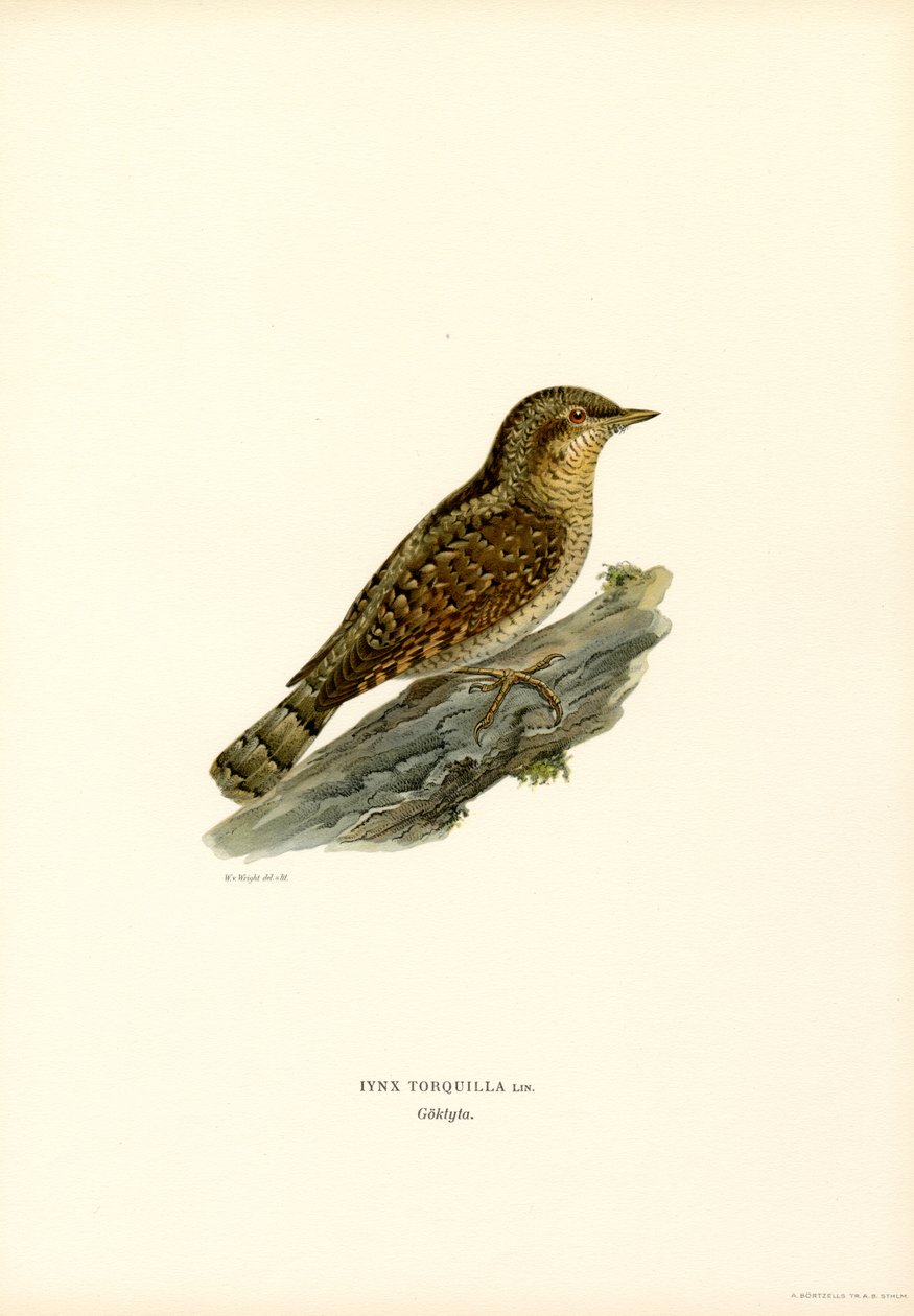 Wryneck by Magnus Ferdinand and Wilhelm von Wright