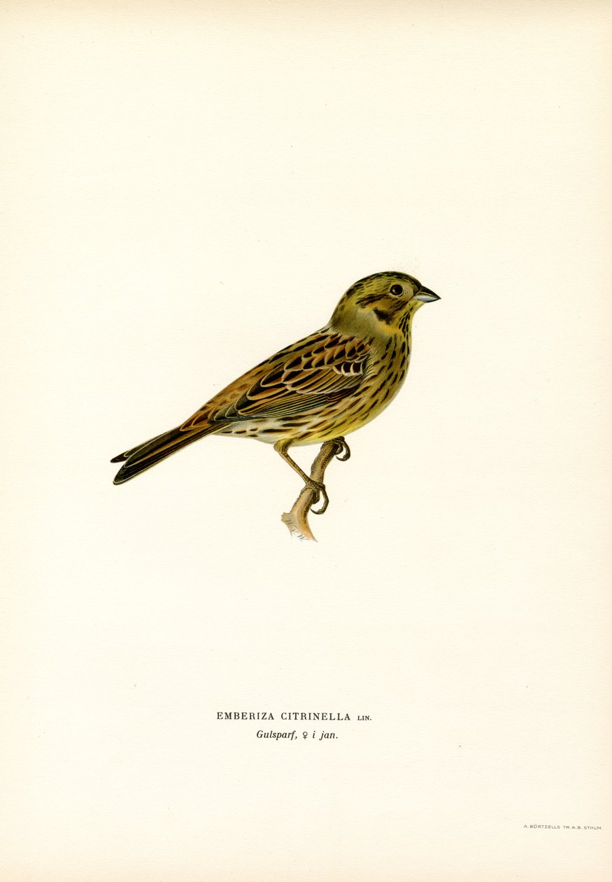 Yellow Bunting by Magnus Ferdinand and Wilhelm von Wright