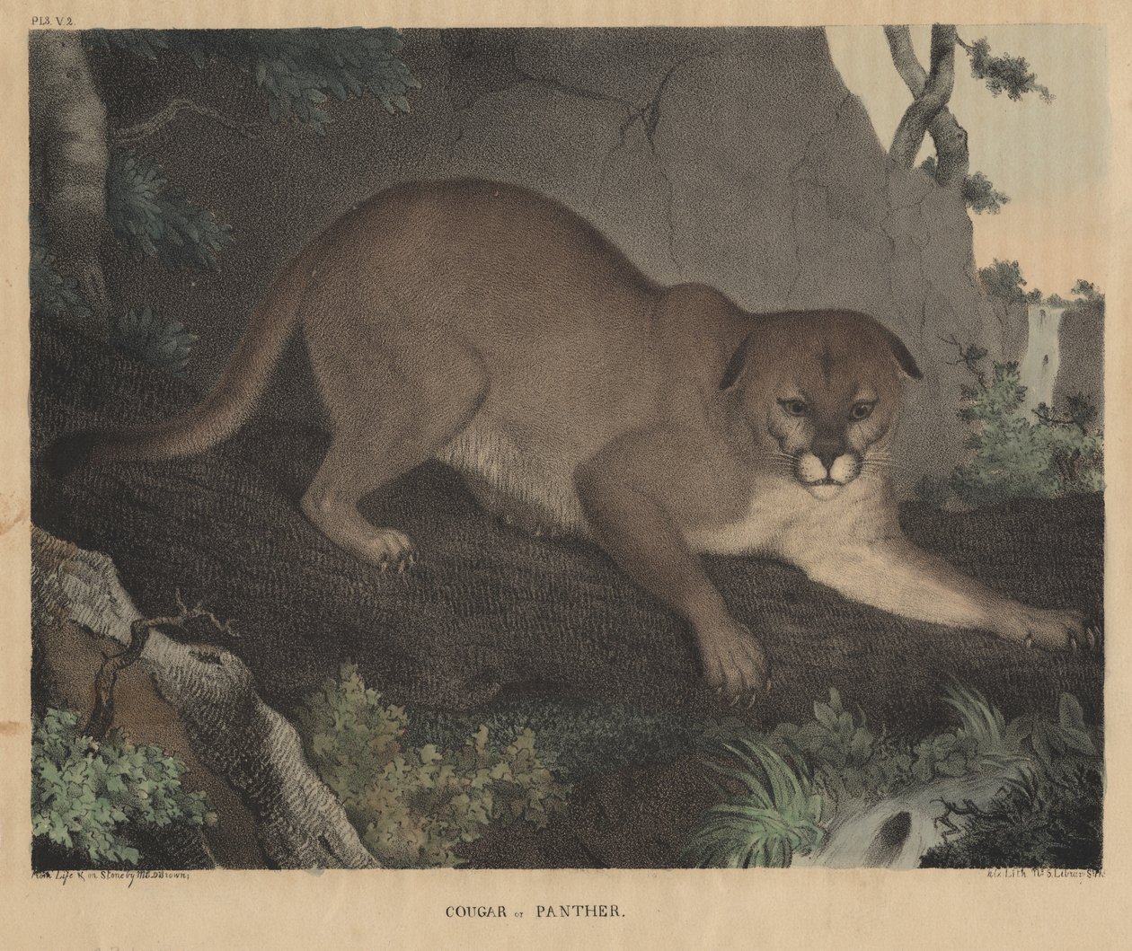 Cougar or Panther, from 