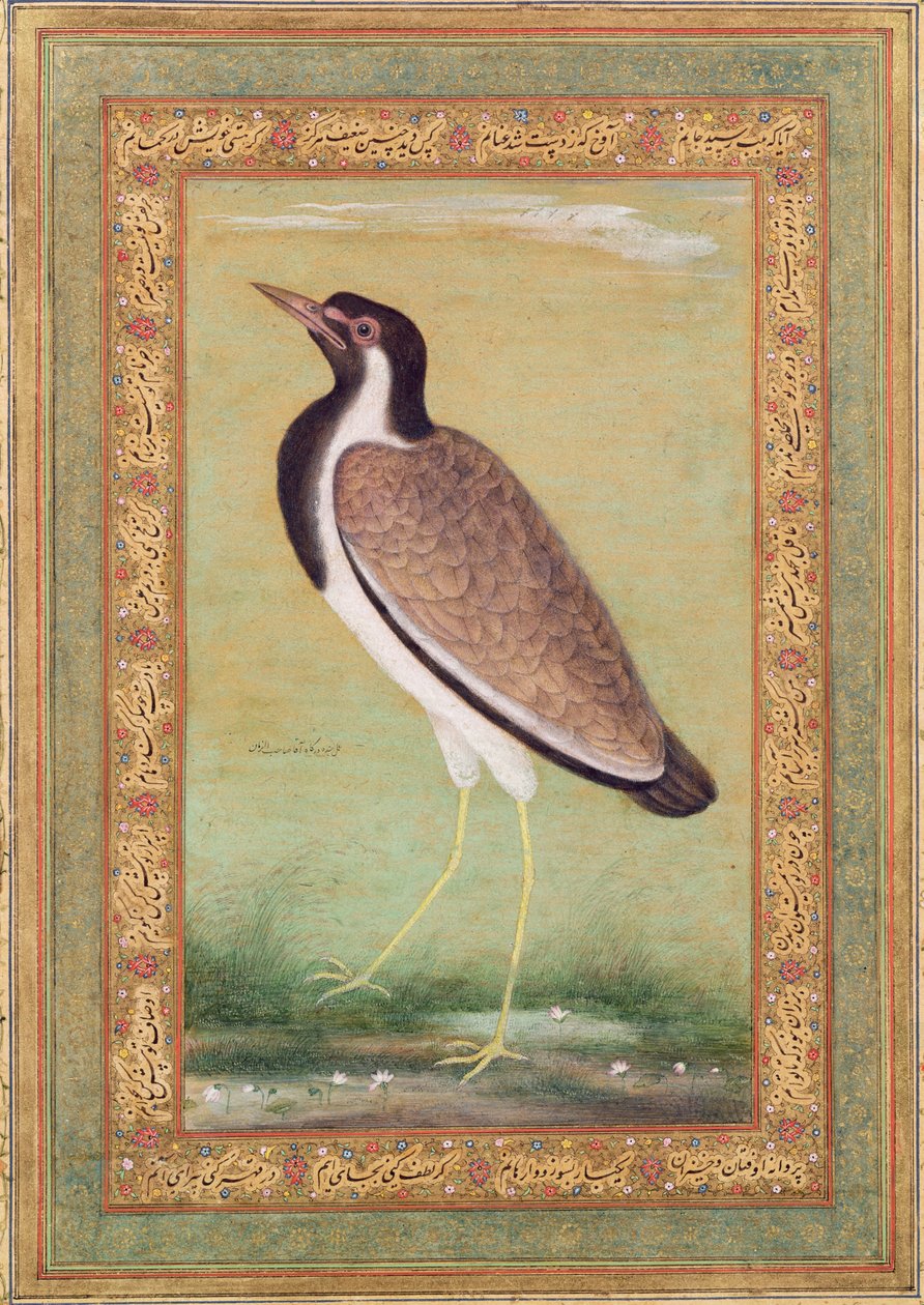 Indian Lapwing by Mansur