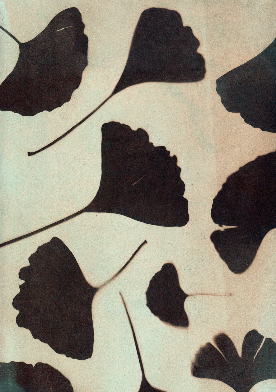 Ginkgo Biloba, 2023 by Marco Campedelli