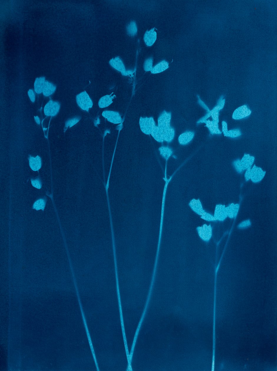 Little Flowers by Marco Campedelli