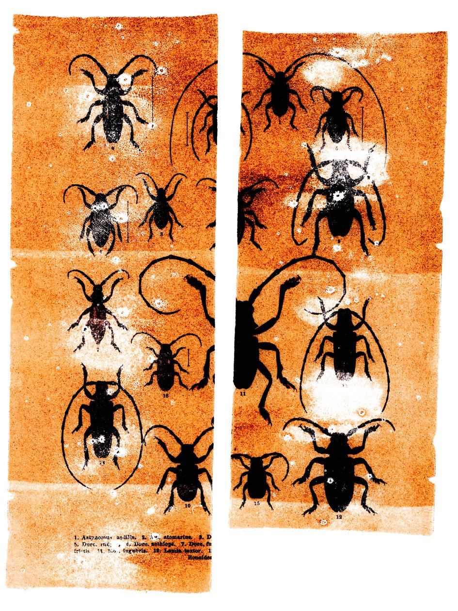 Scarfaces, 2023 by Marco Campedelli