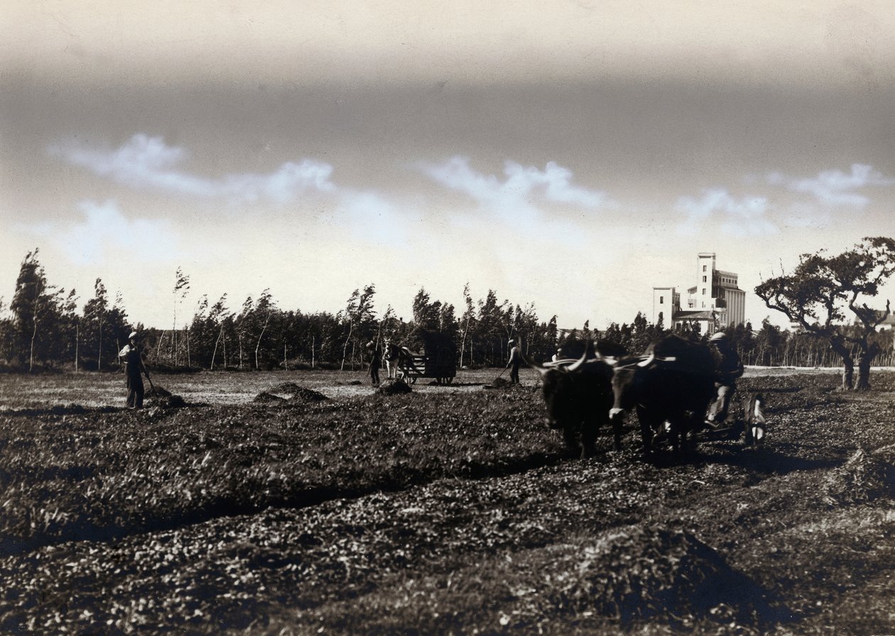Plowing in Mussolinia, in the Province of Cagliari by Marco Leporati