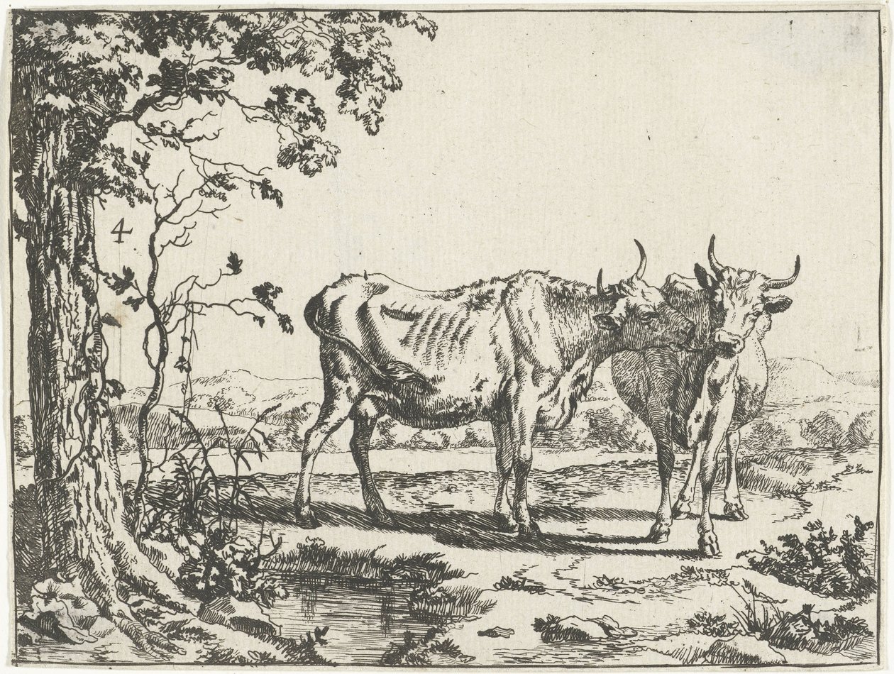 Two cows licking each other by Marcus de Bye