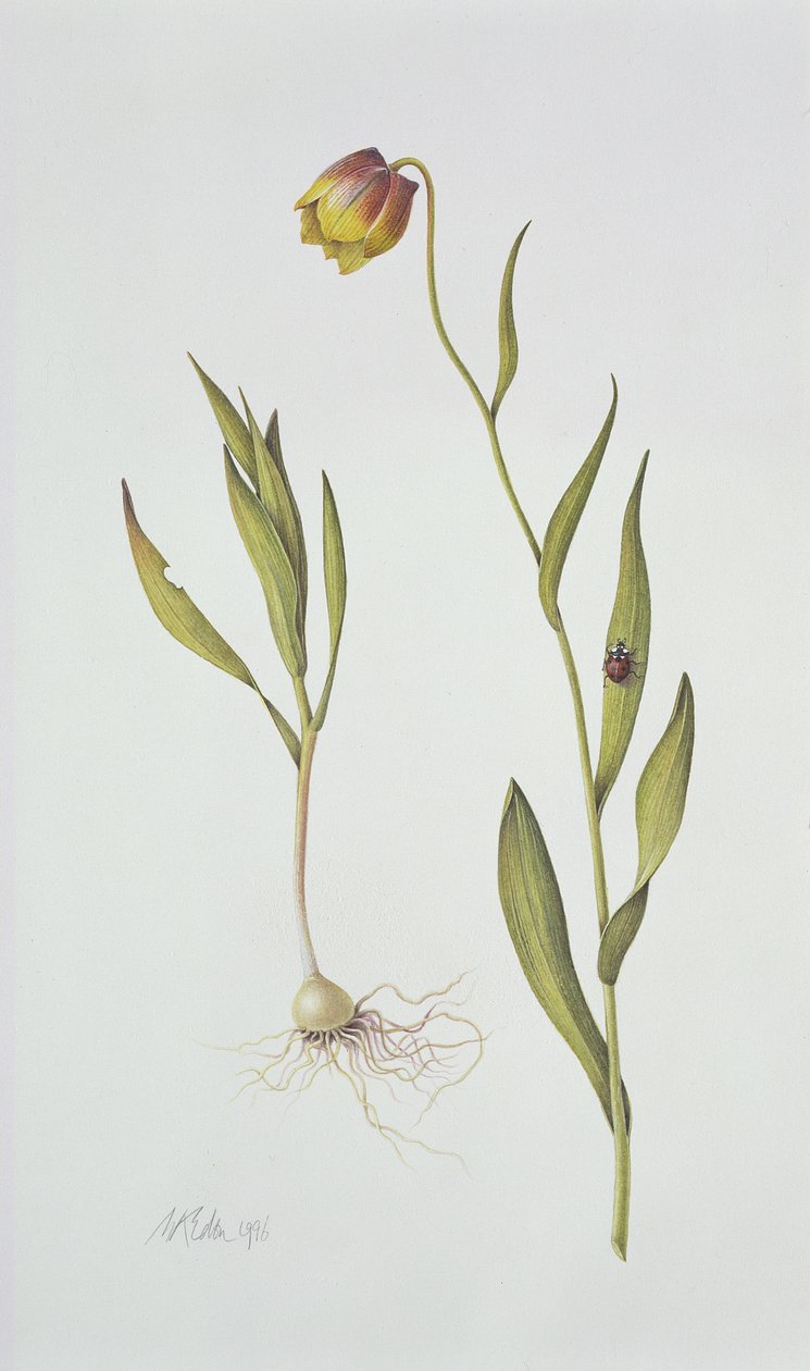Fritillaria Michailovsky by Margaret Ann Eden