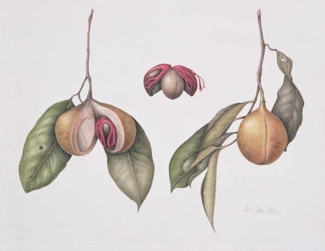 Nutmeg by Margaret Ann Eden
