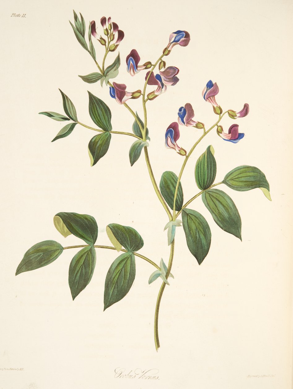 Spring Orobus, from Floral Illustrations of the Seasons by Margaret Roscoe