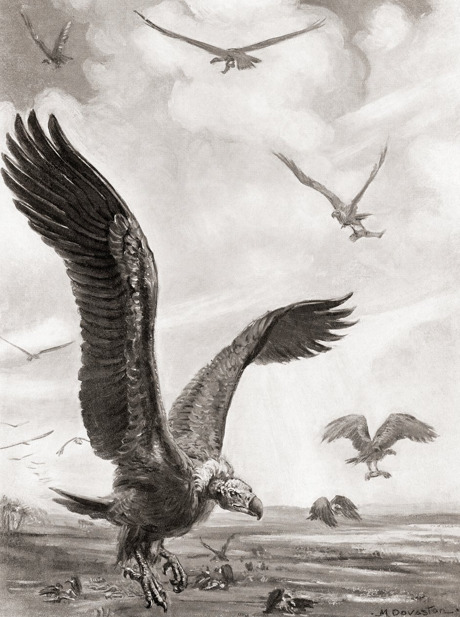 Vultures Carrying Off the Limbs of the Slain in Battle, from Hutchinson