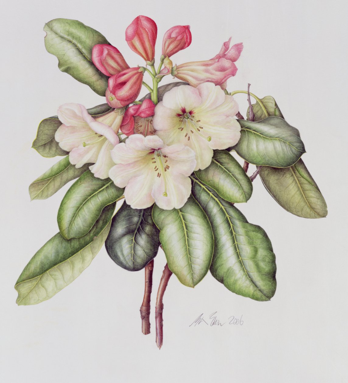 Rhododendron by Margaret Ann Eden