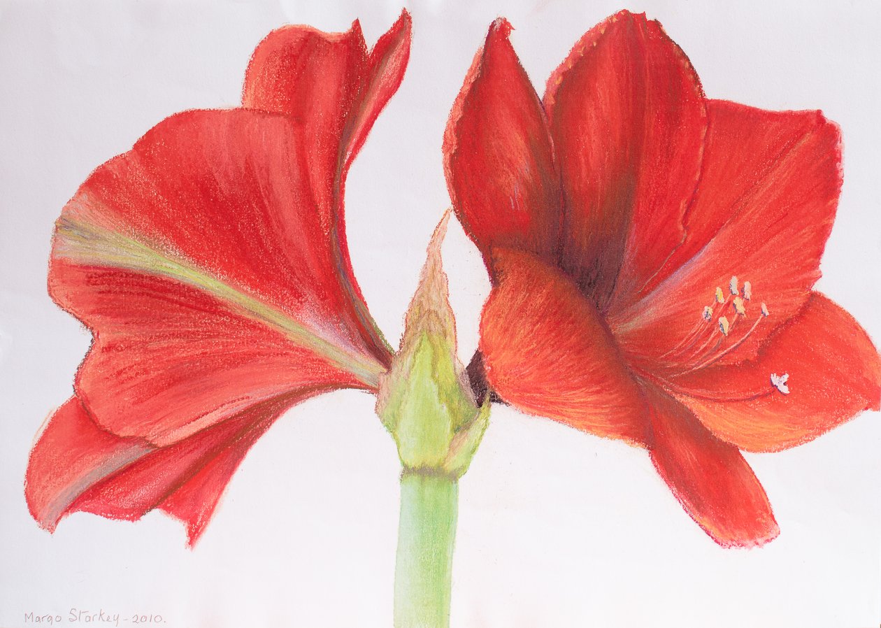Amaryllis by Margo Starkey