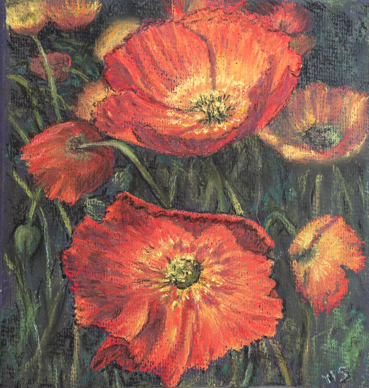 First poppies by Margo Starkey