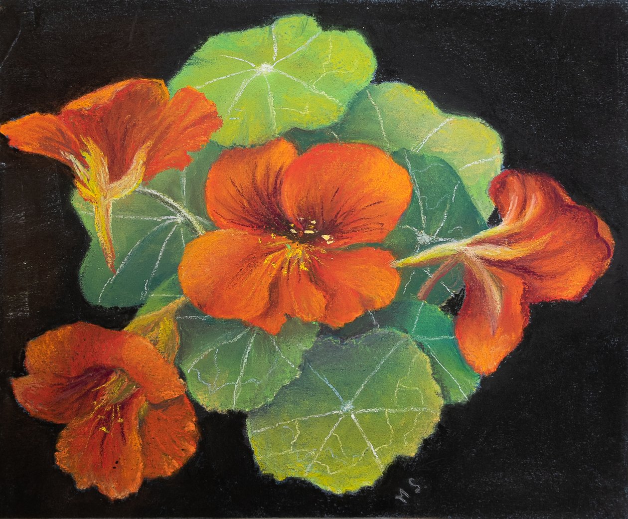 Nasturtiums by Margo Starkey