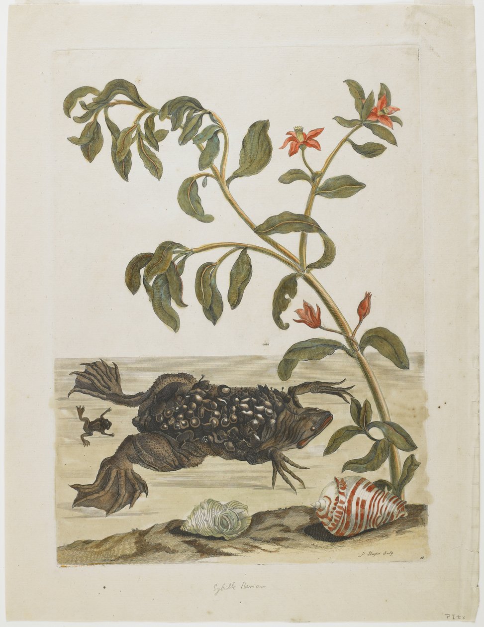 Male Suriname Toad, with Eggs on Back (Deposited There by Female), Shells and Flowering Plant by Maria Sibylla Merian