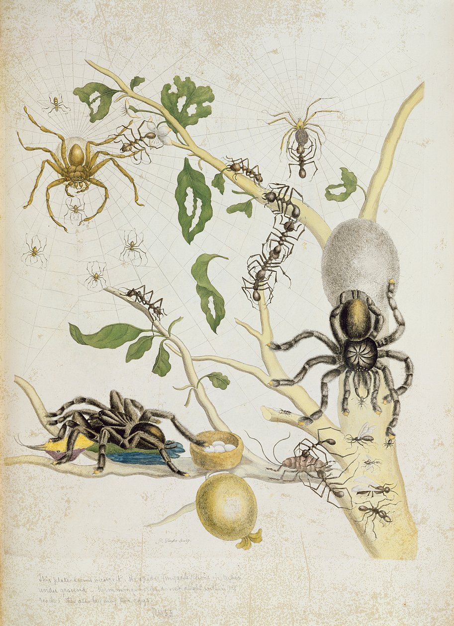 Spiders: Mygole, plate 18 from 