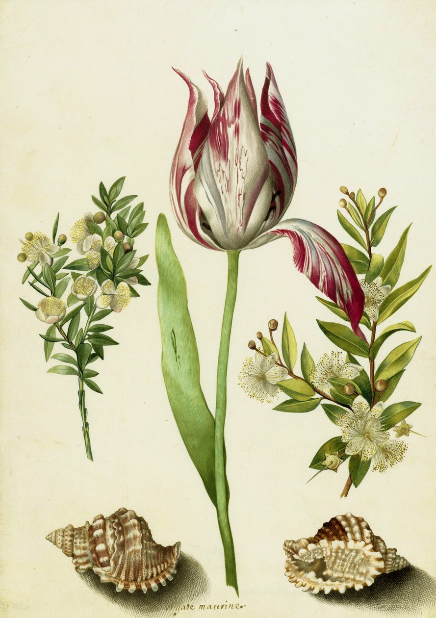 Tulip, two Branches of Myrtle and two Shells, c.1700 by Maria Sibylla Merian